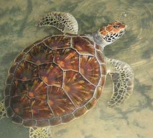 Mamaschildkröte