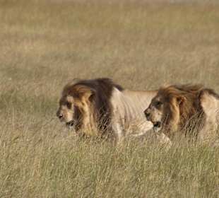 2 Löwen auf der Jagd