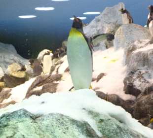 Pinguine im Aquarium