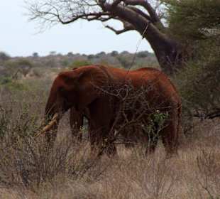 Roter Elefant