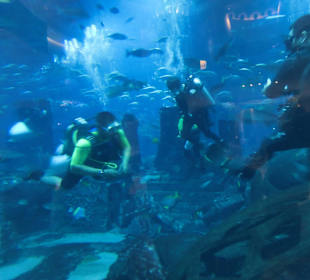 Das riesige Aquarium