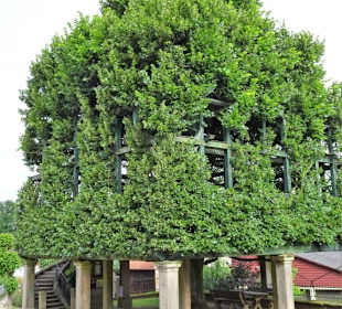 Außenansicht der Tanzlinde in Peesten