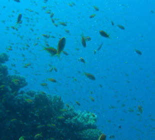 Tauchausflug mit Regina