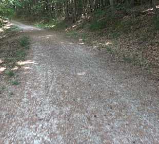 Waldlehrpfad in Tieringen