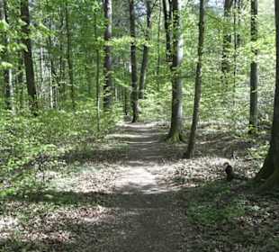 Wanderweg Hochgehwachsen