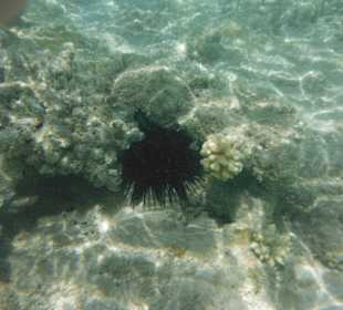 Hausriff, rechts von der Marina. Seeigel