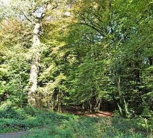 Eindrücke aus dem Neuenburger Urwald