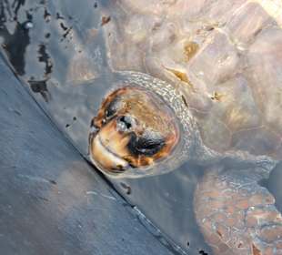 Schildkröten-Aufzuchtstation