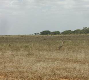 Tsavo Ost