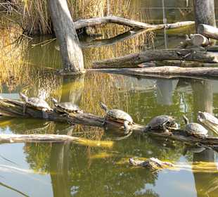 Rotwangenschildkröten