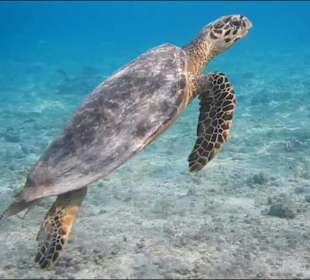 Schnorcheln Hurghada