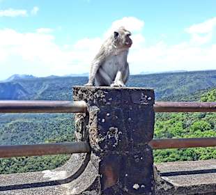 Affen am Aussichtspunkt
