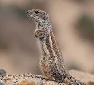 Zwierzątko na skałach