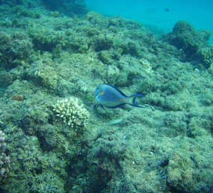 Riffe in der Hotelbucht