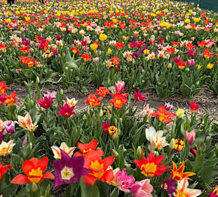 Floratuin Julianadorp