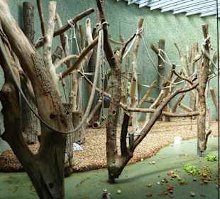 Siamang Innenanlage