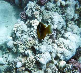 Unterwasserwelt SSRM