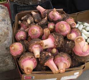 Kolkas Gemüse oder auch wie Kartoffeln zubereitet