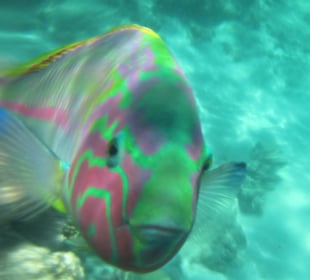 Schau mal wer da spricht