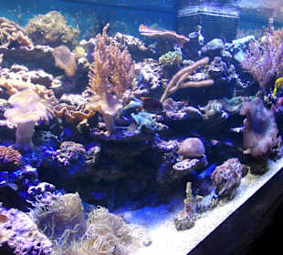 Im Aquarium Zella Mehlis