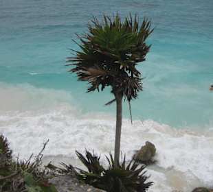 Palme am Meer