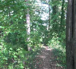 Burgruine Liebenau