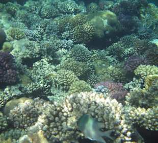 Korallen des Riffs