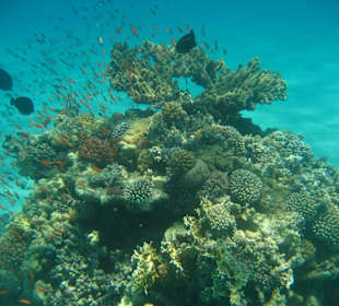 Schönes Riff