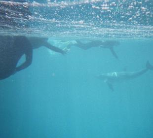 Schwimmen mit Delphinen!