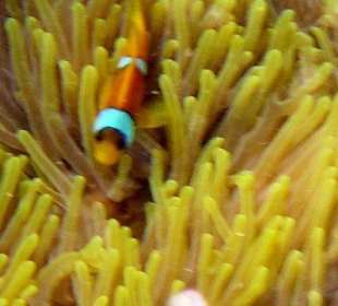Hausriff - Anemonenfisch
