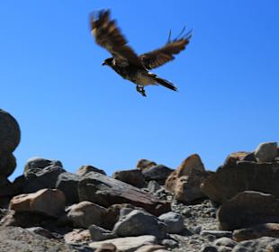 Orzeł pod Fitz Royem