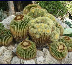 rießige Kakteen