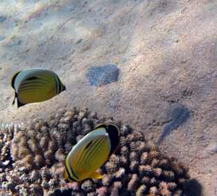 Fische in Sharm el Naga