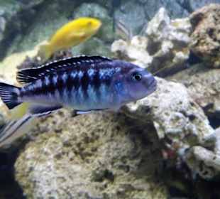 In der Aquarienwelt des Nautiland