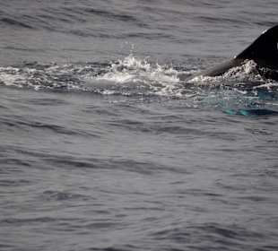 Delphin Safaritour von Morgan aus