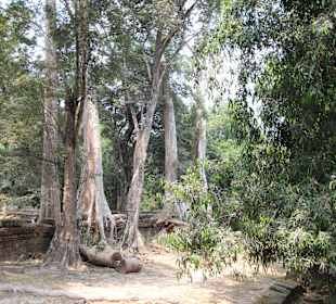 Ta Prohm