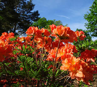 Hauptblüte im Rhododendronpark Bremen