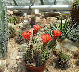 Botanischer Garten München