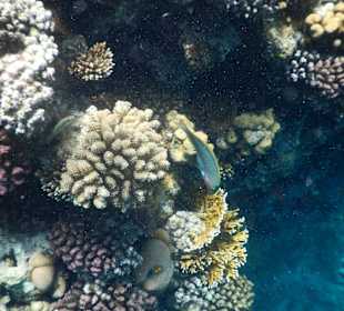 Unterwasserwelt Dolfhin House