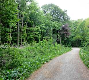 Der Rundweg durch den Hasbruch