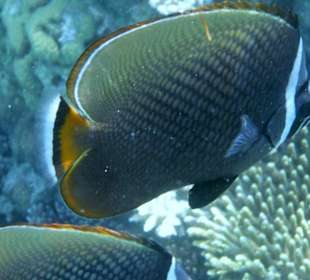 Fische 