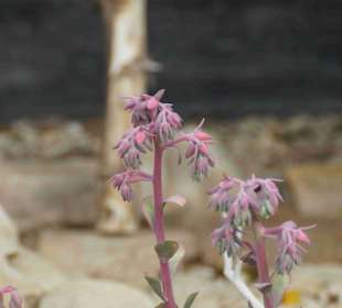 Anlage Planten un Blomen