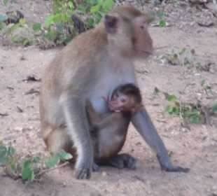 Affenmutter mit Baby