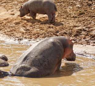 Hippos am Talek River,Massai Mara