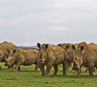 Rhinos