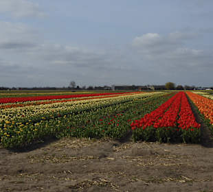 Wandern Noordwijkerhout