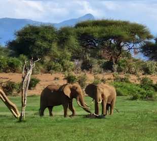 Elefanten auf einer riesigen Wiese