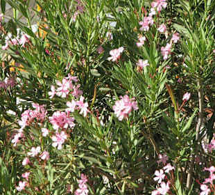 Immer wieder wunderschön