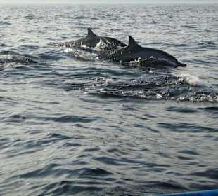 Delfintour