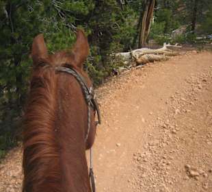 Reitweg durch den Canyon